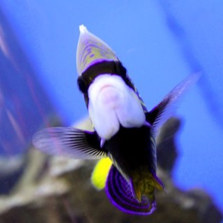 Murkay77's profile picture. Graphic designer…✏️