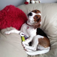 Beagle Paws Rescue(@BeaglePaws) 's Twitter Profile Photo