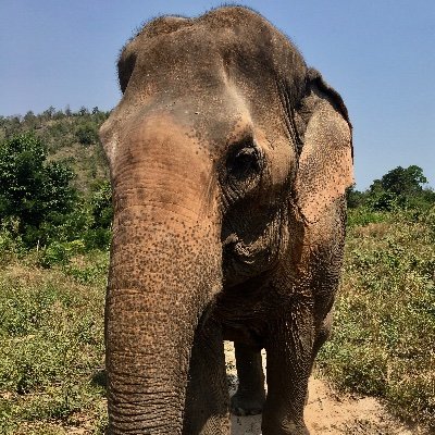 mbc31_mark's profile picture. Dispenser of Elephant wisdom | Zero financial advice | #BTC | #Chiefs