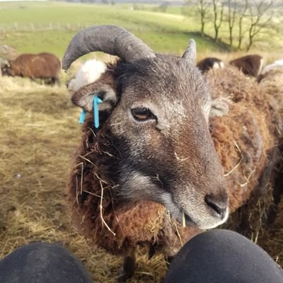 Organic woolly lawnmowers 🌱🐏
Flock of native rare breeds in the Peak District.