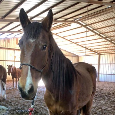 Certified veterinary nurse, Mom to 3, vegetarian, Owner-Rescue Run Sanctuary, rescuer of slaughter bound horses❤️🐴#animalrights #BANslaughter #animalrescue