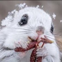 torichan5ten3's profile picture. 動物や自然を大切にしてるヤツは大体友達🌾公明党愛❤️半端ない✊羽生結弦インコを愛してやまないアカウント🪽不軽菩薩になるべく修行始めました✨デマ撒き散らす奴には容赦なし‼️