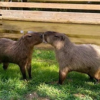 ging3rbr3adgirl's profile picture. budduotwt | gremlinstwt | divingduotwt