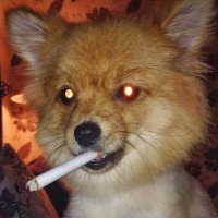 Rémy Roy (@remternal) 's Twitter Profile