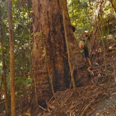 EliBendall's profile picture. Forest and fire ecology