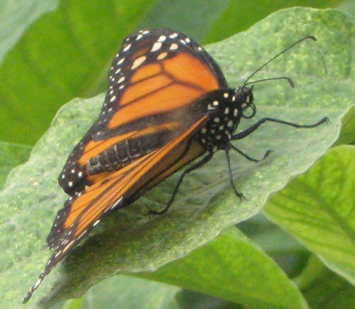 Butterfly_012 Profile Picture