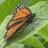 Butterfly_012's profile image