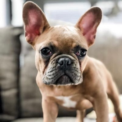 French Bulldog Stud Service 🚨 
Blue Fawn
One year old birthday was Nov 2021
DM me (Jessica Ackerman) for more info
