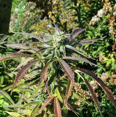 Cannabis Grower
