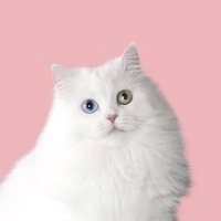 πΎ Mia The Cat πΎ (@mmeowmmia) 's Twitter Profile