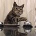 Pavlov's Cat (@PavlovsCat6) Twitter profile photo