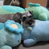 Diana the Kappa (@diana_rong_wooo) 's Twitter Profile Photo