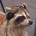 South Pasadena Resident (@hordrackcafe) Twitter profile photo South Pasadena Resident (@hordrackcafe) Twitter profile photo
