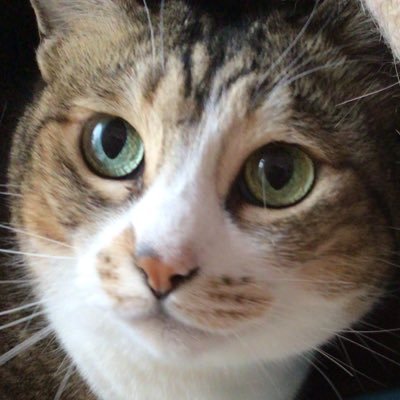 SiamCat3 Profile Picture