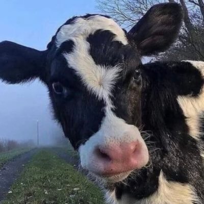 la_tablebasse's profile picture. j’ai arrêté un bus avec ma tête