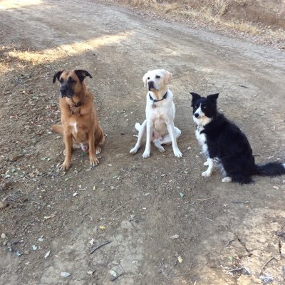 Vote, 💙💙🌊🌊#resist,🇺🇦🌈🌈🌈☮️Peony grower, reading, nature, wildlife..Lifelong Democrat. Border collie,mini lop. BLM, LGBTQ mom, please no DMs!