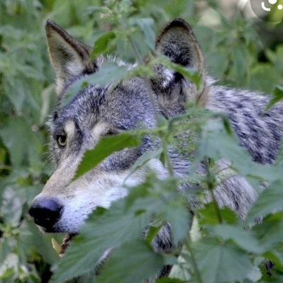 🐺 catador voluntario, sacrificado 🙄🍷😋 Cansao d políticos ignorantes,turbios, populistas.🚶🏼‍♂️x la ➡️. WineLover🍷🐺😋.