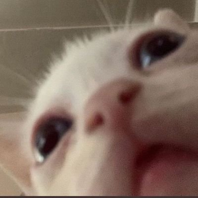 Foolishware's profile picture. new phone who dis?