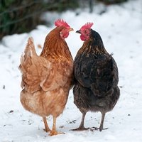 Jacqueline Wood (@wackiejood) 's Twitter Profile Photo