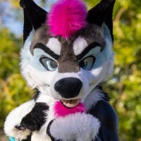 Jyno Husky (@jynowoof) 's Twitter Profile