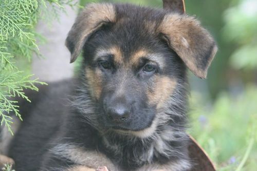 LanguageAnalyst's profile picture. Passionate about all marine life & ocean conservation, particularly dolphins, sharks, & whales. Linguistics degree background & avid traveller!