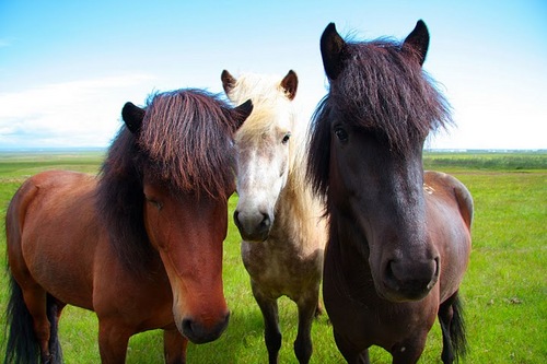 Mantoisp's profile picture. 