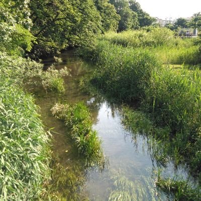 日本の淡水魚、カエル、あと爬虫類愛でてるだけです