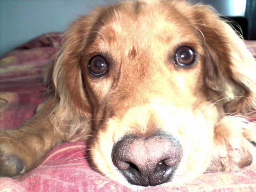 UncleDirkie's profile picture. I tend to Brainfart out loud.