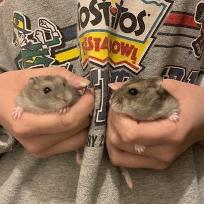 私の家族であるはむちゃんたちの日常を呟きます('ω'`)よろしくお願いします('ω'`)無言フォロー失礼します('ω'`)彼とアカウント共有してますので二重人格になっております('ω'`)