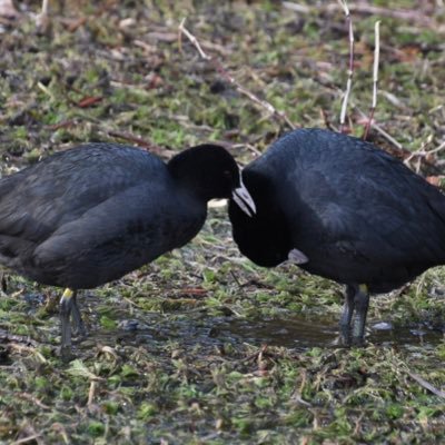 e4GqzShLmiZouUF's profile picture. バードウォッチング記録用