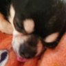 Rc8Hc's profile picture. チワワ特にスムースチワワ大好き🐶