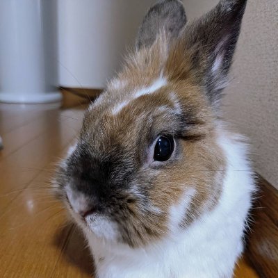 jf1mKobc0tXCso8's profile picture. ゲーム機の修理を行っております！