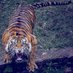 Royal Bengal Tiger (@mrnobody_2000) Twitter profile photo