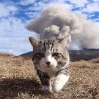 𝑌𝑢𝑢 🐈 楽⃰天⃰𝚛𝚘𝚘𝚖 固ツイ見てってね〜♪ (@yuu_room_3) 's Twitter Profile