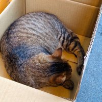 なもなきねこ (@uwybtutqomdaxi8) Twitter profile photo