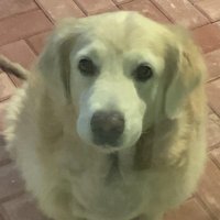 Siu Siu (@siunft) 's Twitter Profile