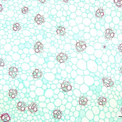 JPlantPhysiol's profile picture. The Journal of Plant Physiology is a broad-spectrum journal that welcomes high-quality submissions in all major areas of plant physiology.