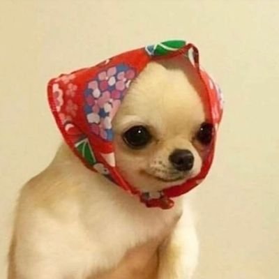 anacbkl's profile picture. eu surto e bordo, não necessariamente nessa ordem