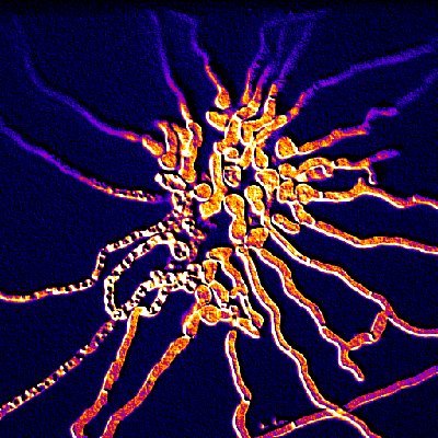 Fungal genetics. Comparative immunology. @ImmunoConcept @CNRS