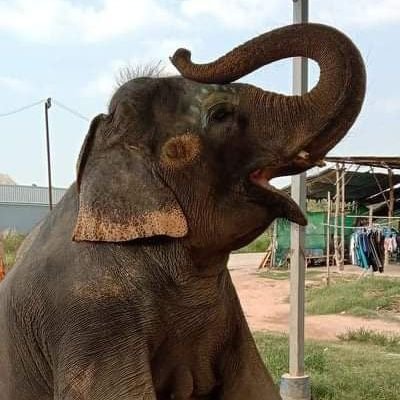 HomhualMariwan's profile picture. ฝากกดติดตามช่องยูทูปน้องใหม่แฟมิลีด้วยนะค้า#ช่วยเหลือช้างตกงานจากพิษโควิค🤗🐘