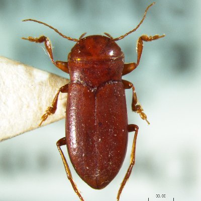 地下水生ゲンゴロウ Subterranean Diving Beetles (Dytiscidae, Noteridae) / ゲンゴロウ上科 / 昆虫分類学・生態学 Entomology & Ecology /ハネカクシ / 井戸・地下水 / ご連絡はDMまたはtakeinsect@gmail.comまで。