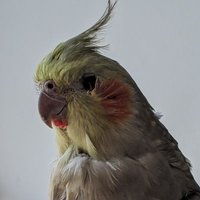 Charlie, The Feathered Terror🪶 (@doomtiel) Twitter profile photo