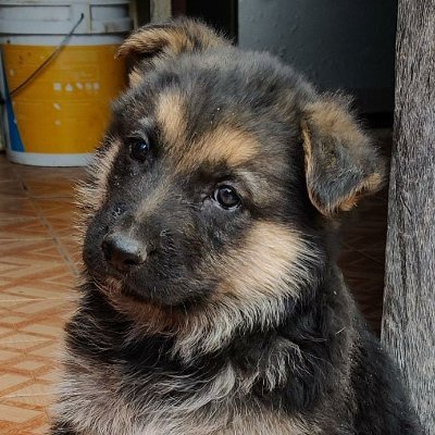 leninaugustogom's profile picture. 
