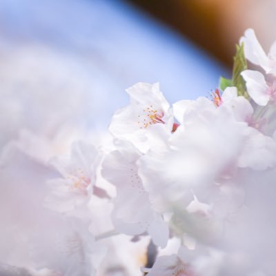 テンペルさんのプロフィール画像
