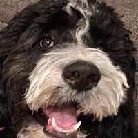 Buster’s Collectibles (@mountain_weasel) 's Twitter Profile Photo