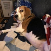 Pip’s Dhad (@pipdabeagle) 's Twitter Profile