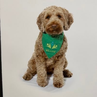 My name is Willow and I am Greenside Primary’s school dog. Follow my progress and see what I have been up to.