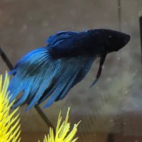 Bubbles the Fish (@fnebubbles) 's Twitter Profile