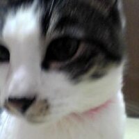 nyao (@nyaodane) 's Twitter Profile