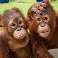 Orangutans Daily (@orangsdaily) 's Twitter Profile Photo Orangutans Daily (@orangsdaily) 's Twitter Profile Photo